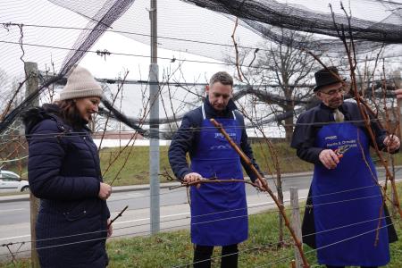 Vincekov rez v Mestnem vinogradu Ormož 