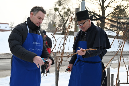Vincekov rez v mestnem vinogradu Ormož